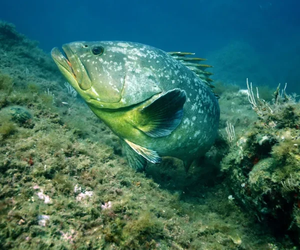 1200x768_merou-sein-reserve-cerbere-banyuls