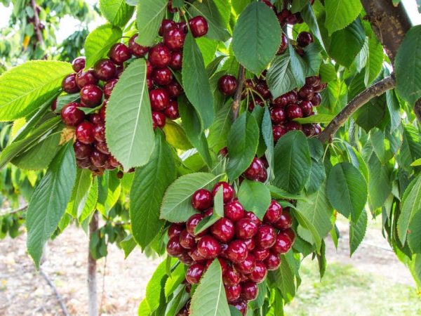 Cerisier_cherry-1527350