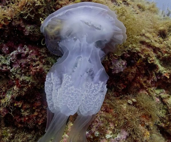 DSC04711_DxO_DxO-1200x1200