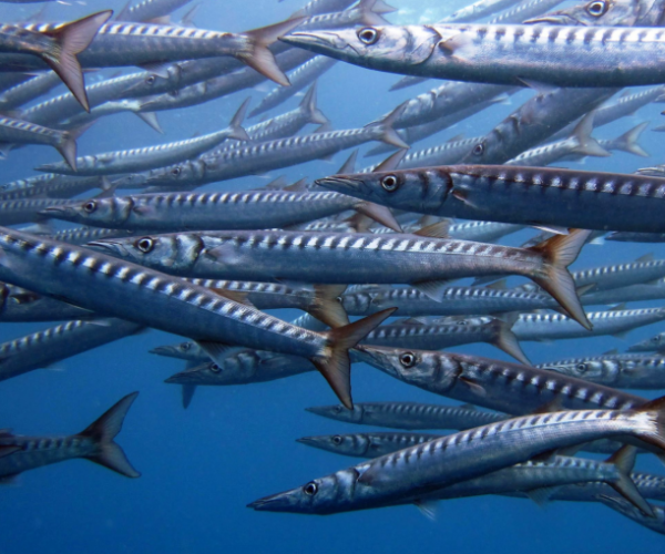 Réserve-Naturelle-Marine-de-Cerbère-Banyuls-1-e1594713476224-1024x509
