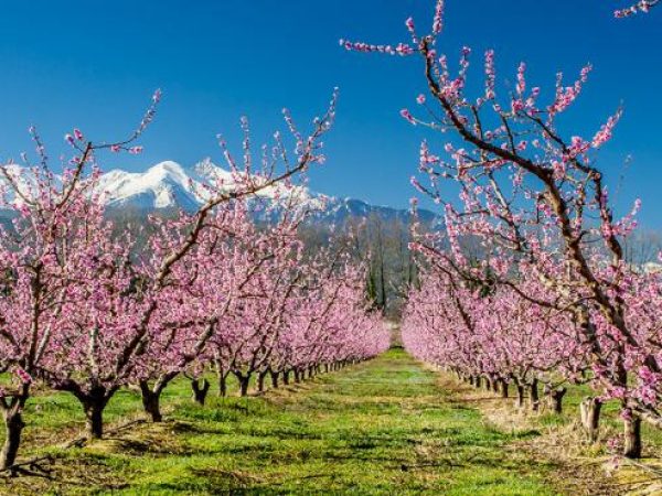 fleur_pechers-1678-72dpi